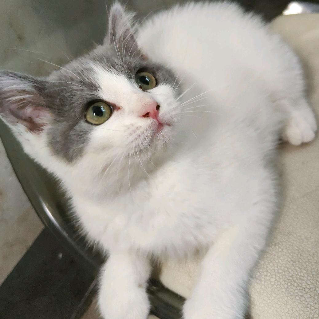 雪饼是只猫