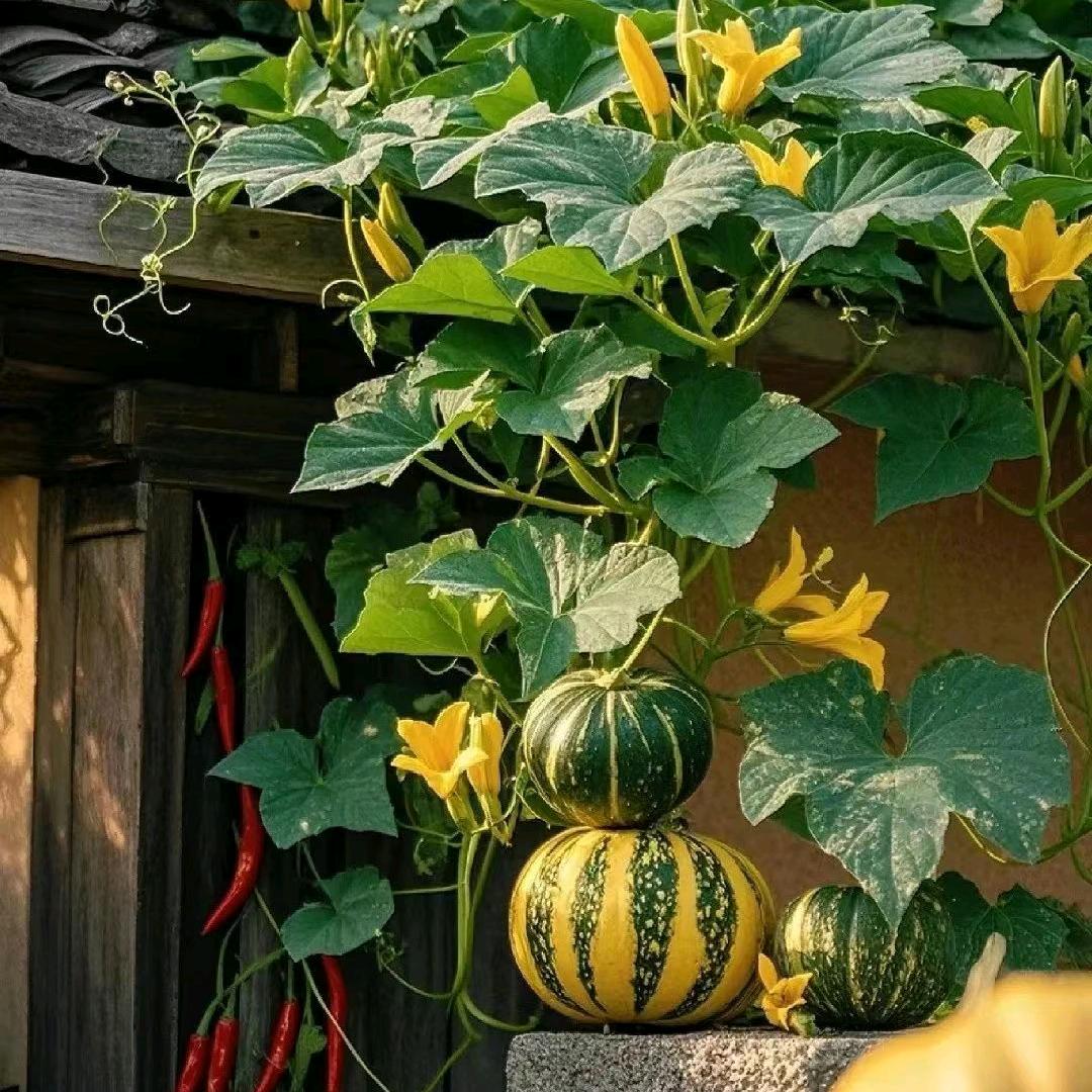 小胖生活很简单