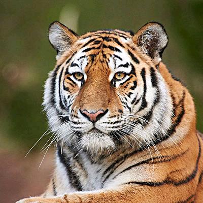 七零后的虎阿姨（谢绝连赞）