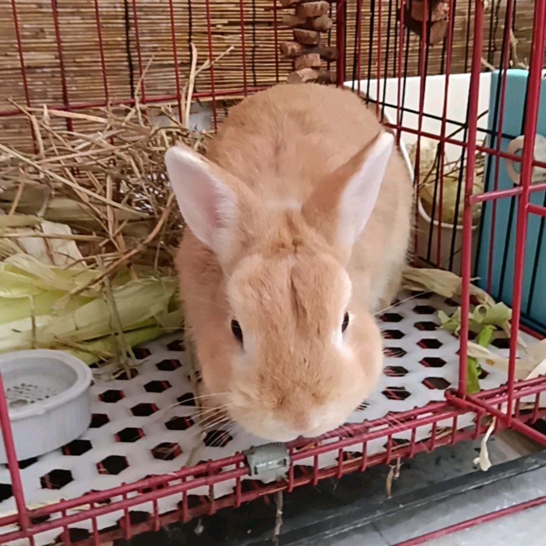 蛋黄兔头像