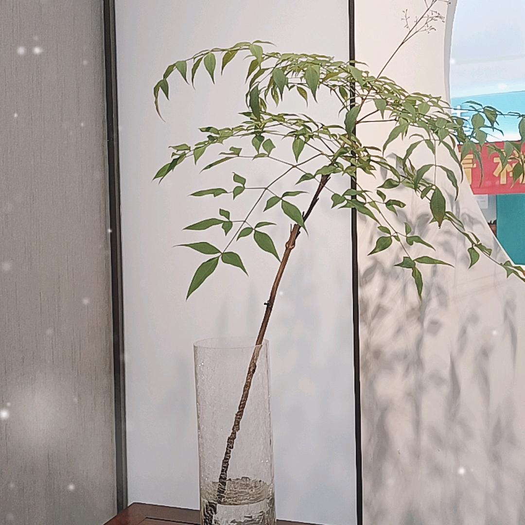 芬