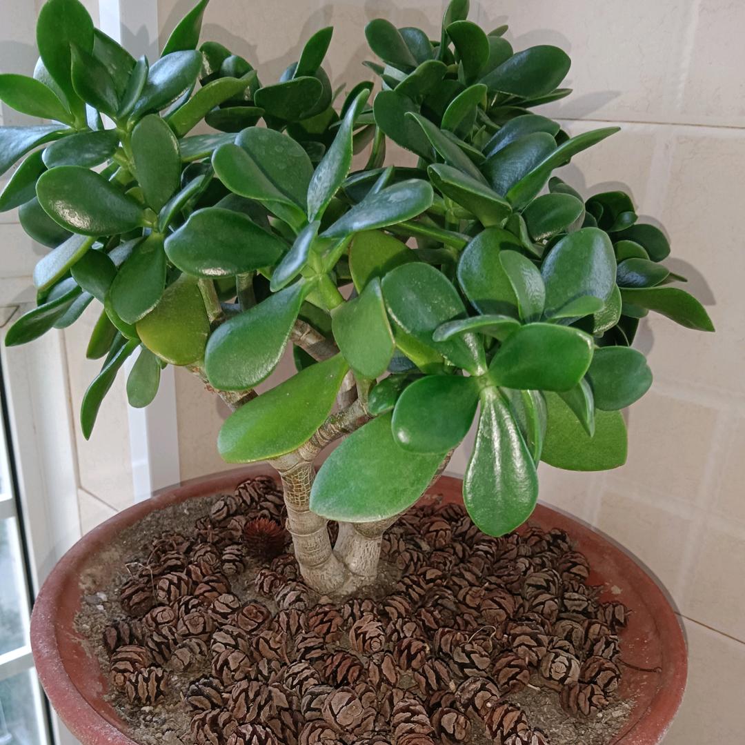 🙏🙏🙏🐷🐷🐷