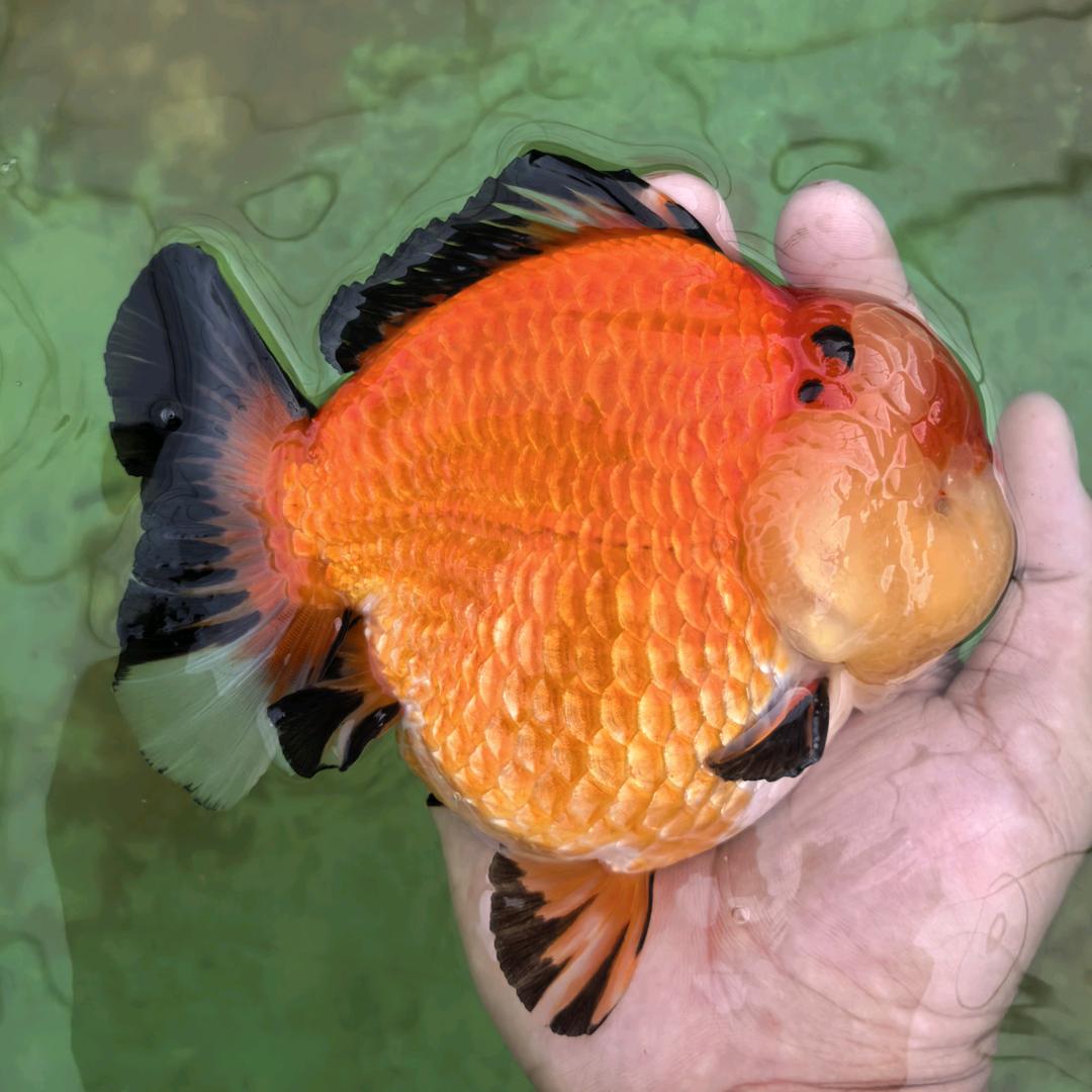 皮特观赏鱼
