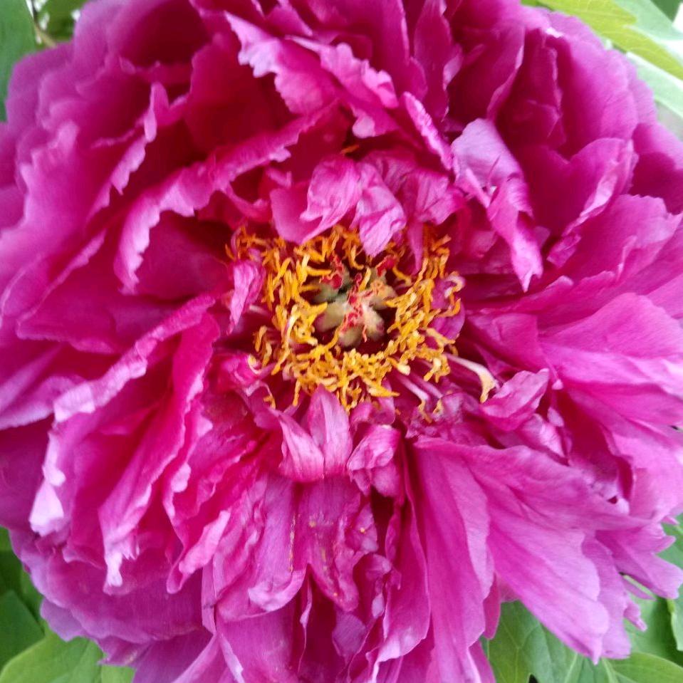 腾腾的奶奶，刘