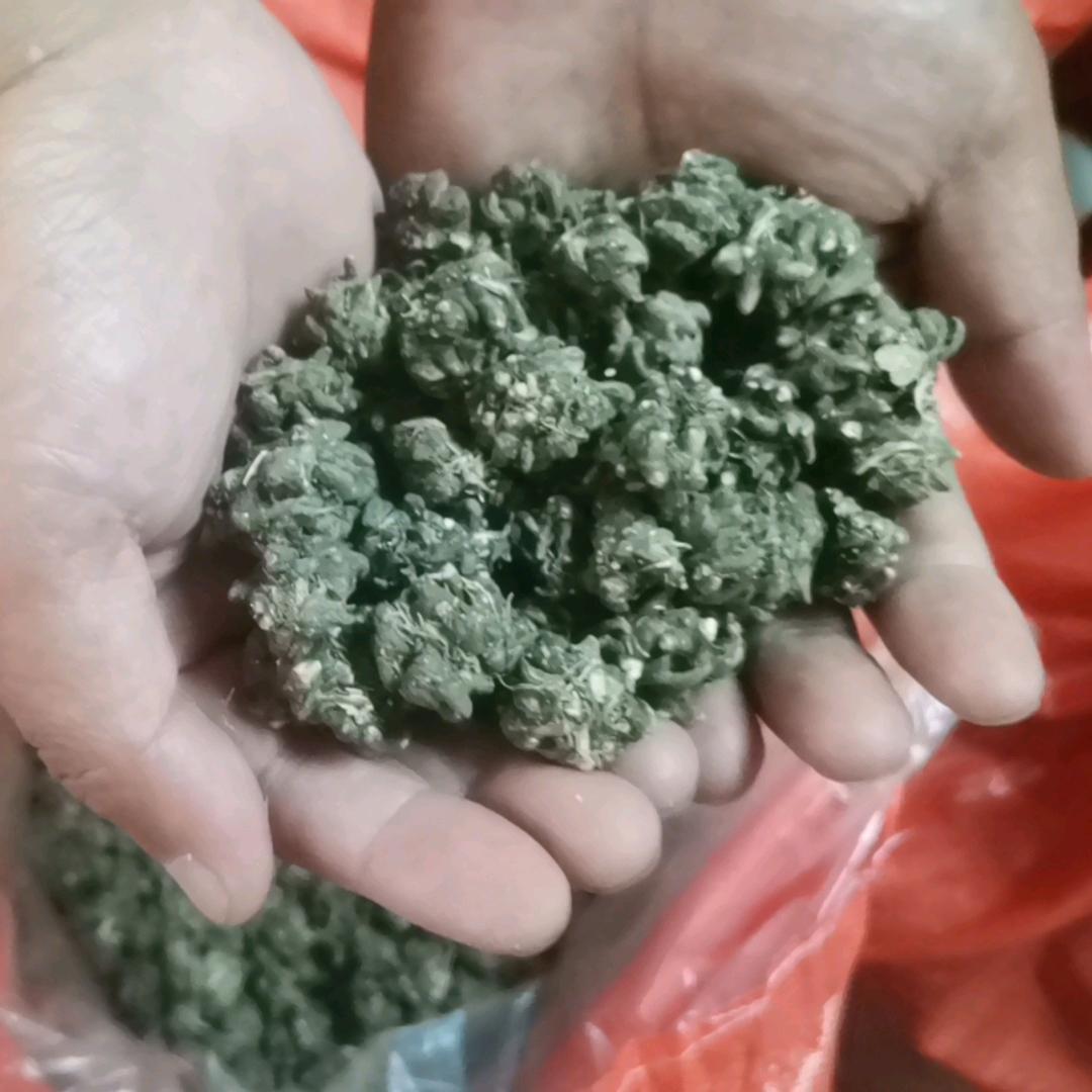 辉耀猫爪草家庭农场