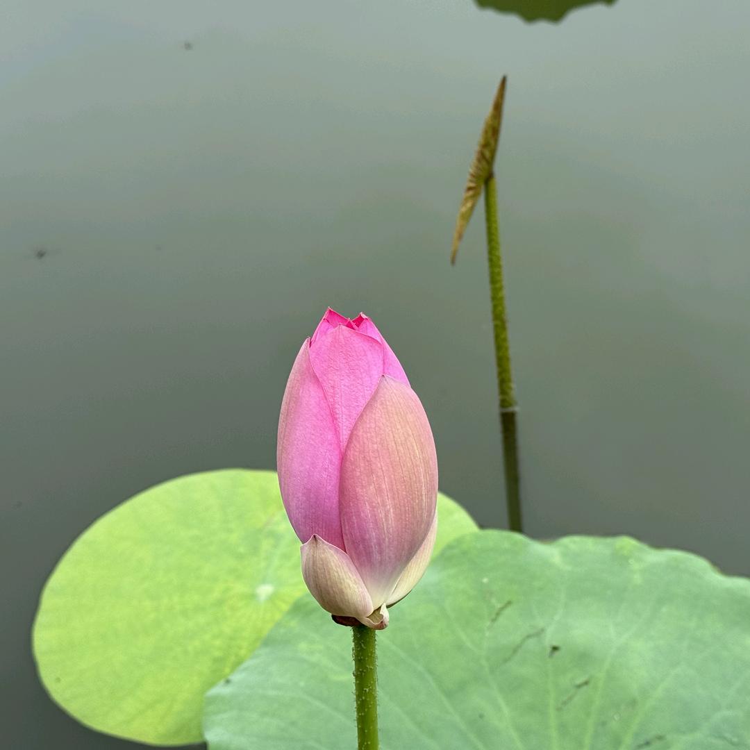 油菜花
