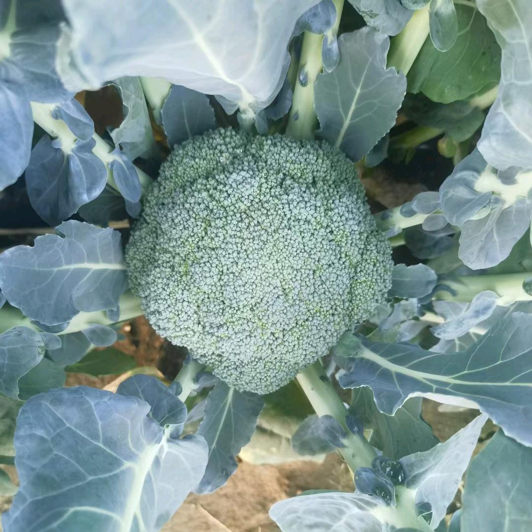 慈溪振东蔬菜专业合作社，慈溪西蓝花🥦