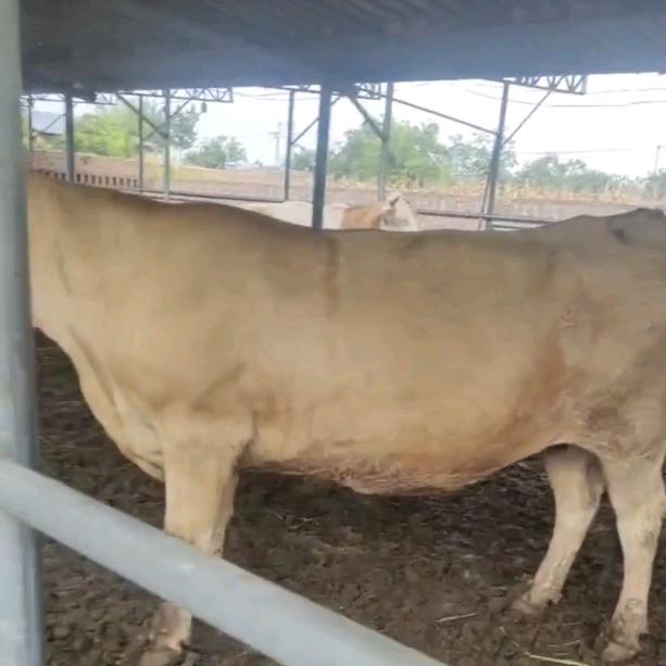 牛XXXX    中介，专业宰肉货