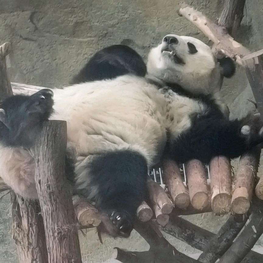 per的后槽牙
