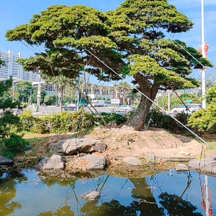半边红