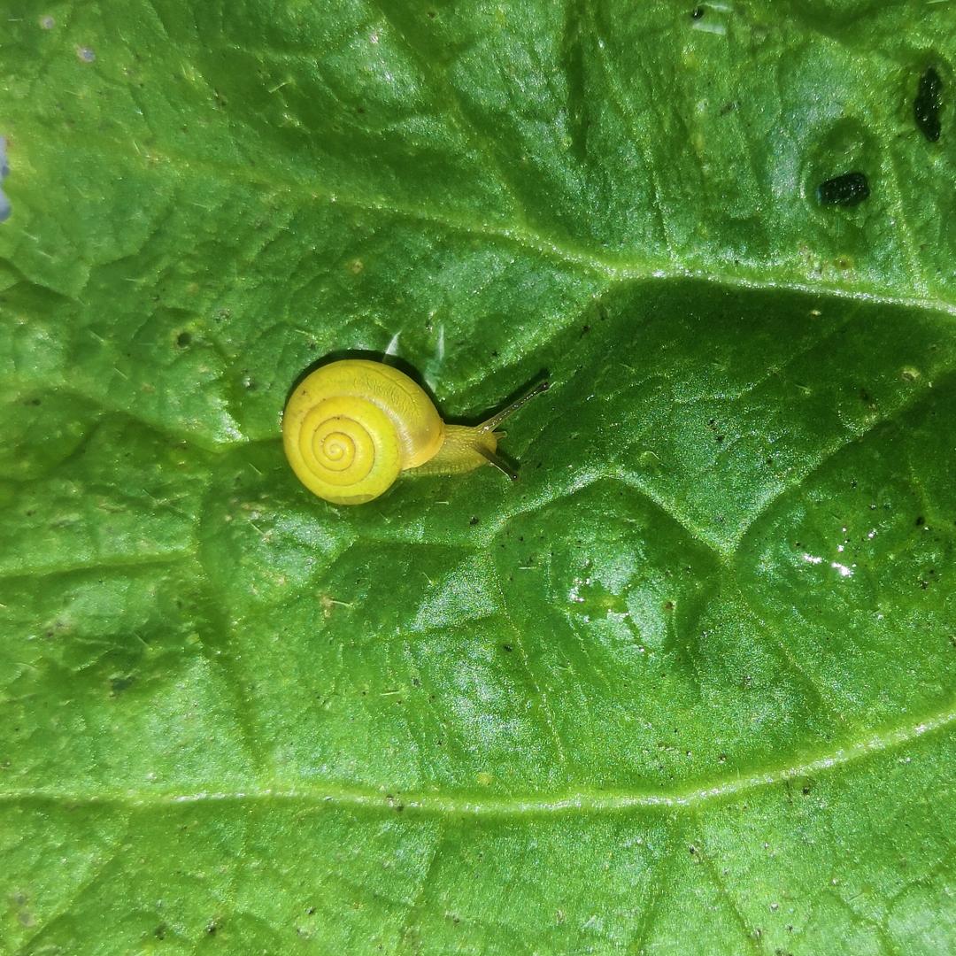 袋袋
