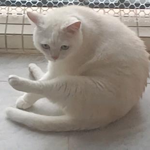 Waildkaet🐱