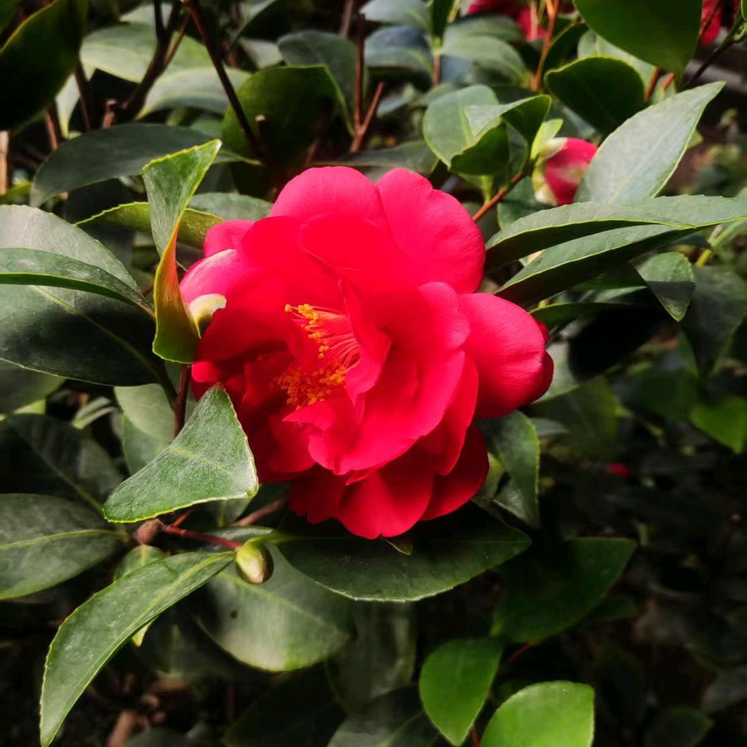 花开 富贵
