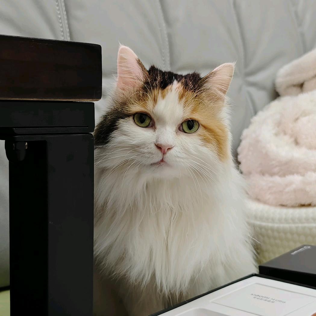 内心毫无波澜的二狗子