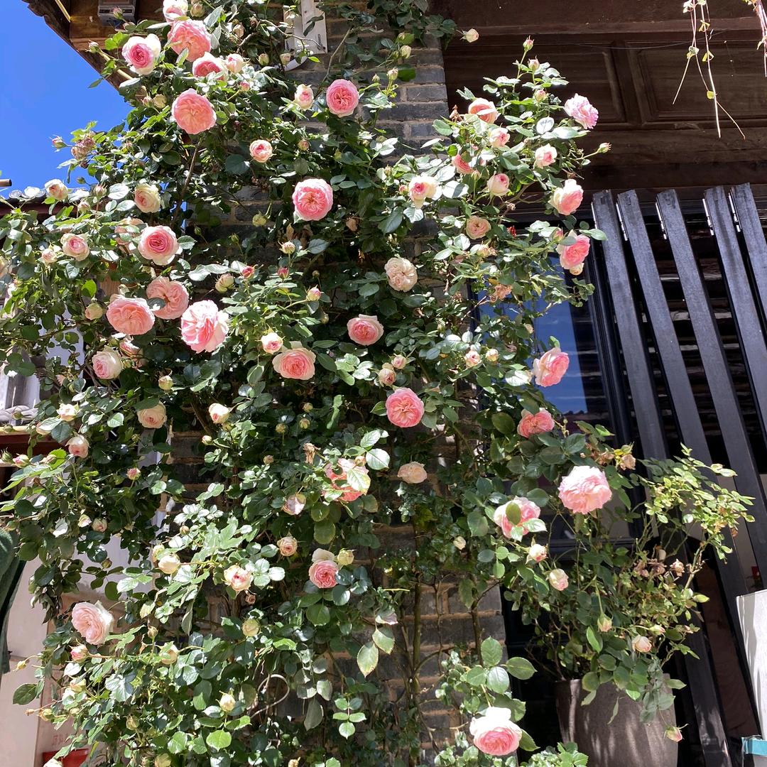 端着蛋糕吃盒子