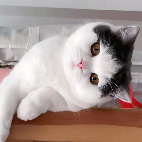 英