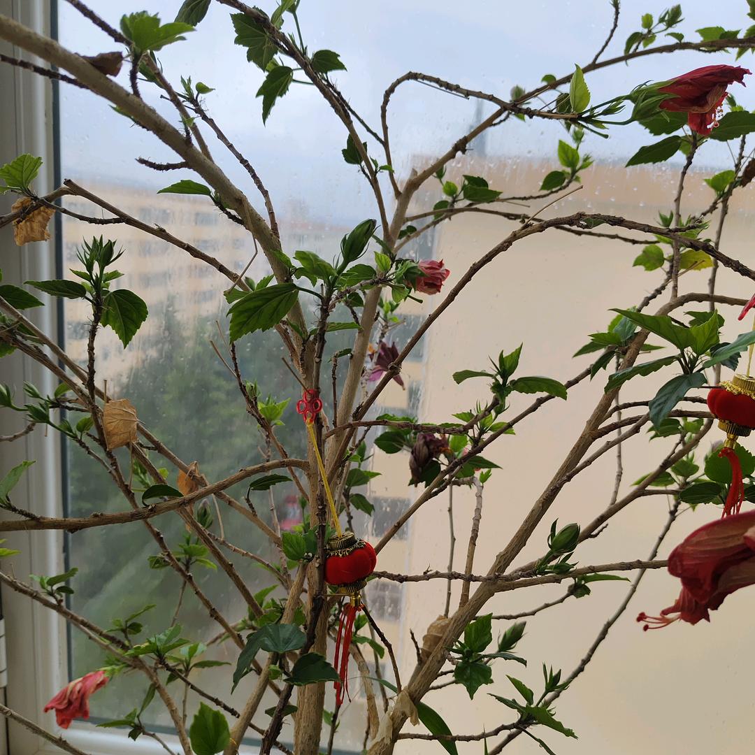 大爷company mom去看海