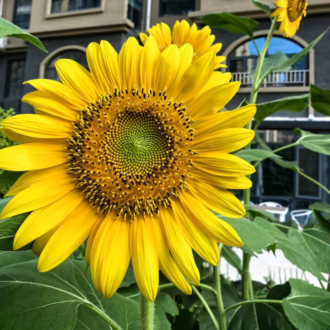 玖分糖🍬🍬🍬🍬