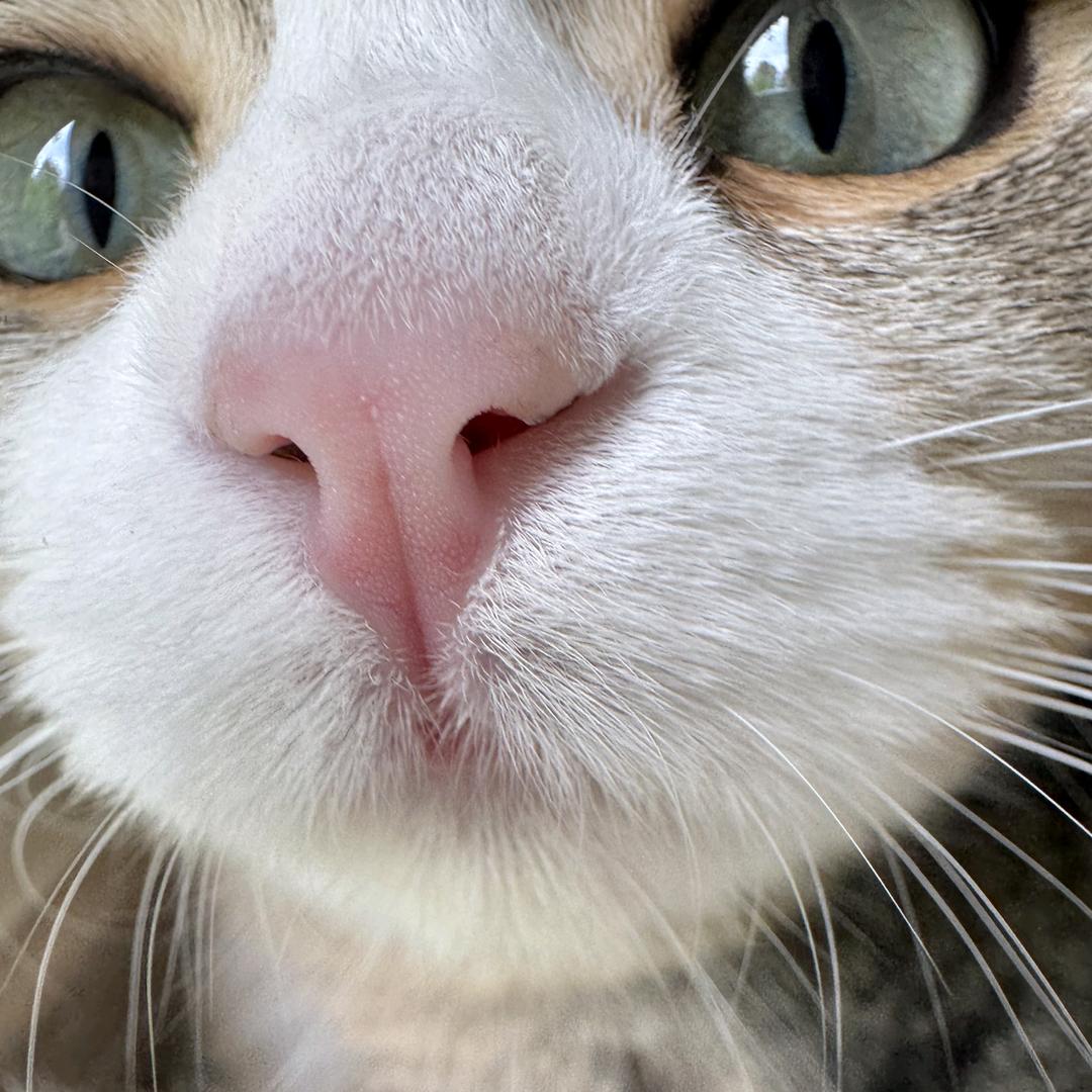 甜甜猫宅