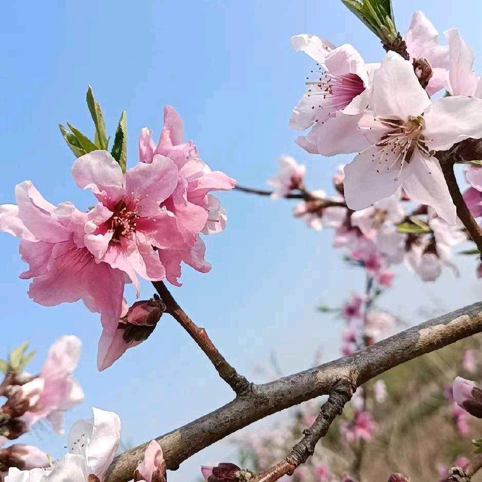 果果