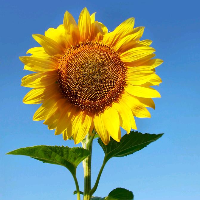 🌻小小的太阳🌻