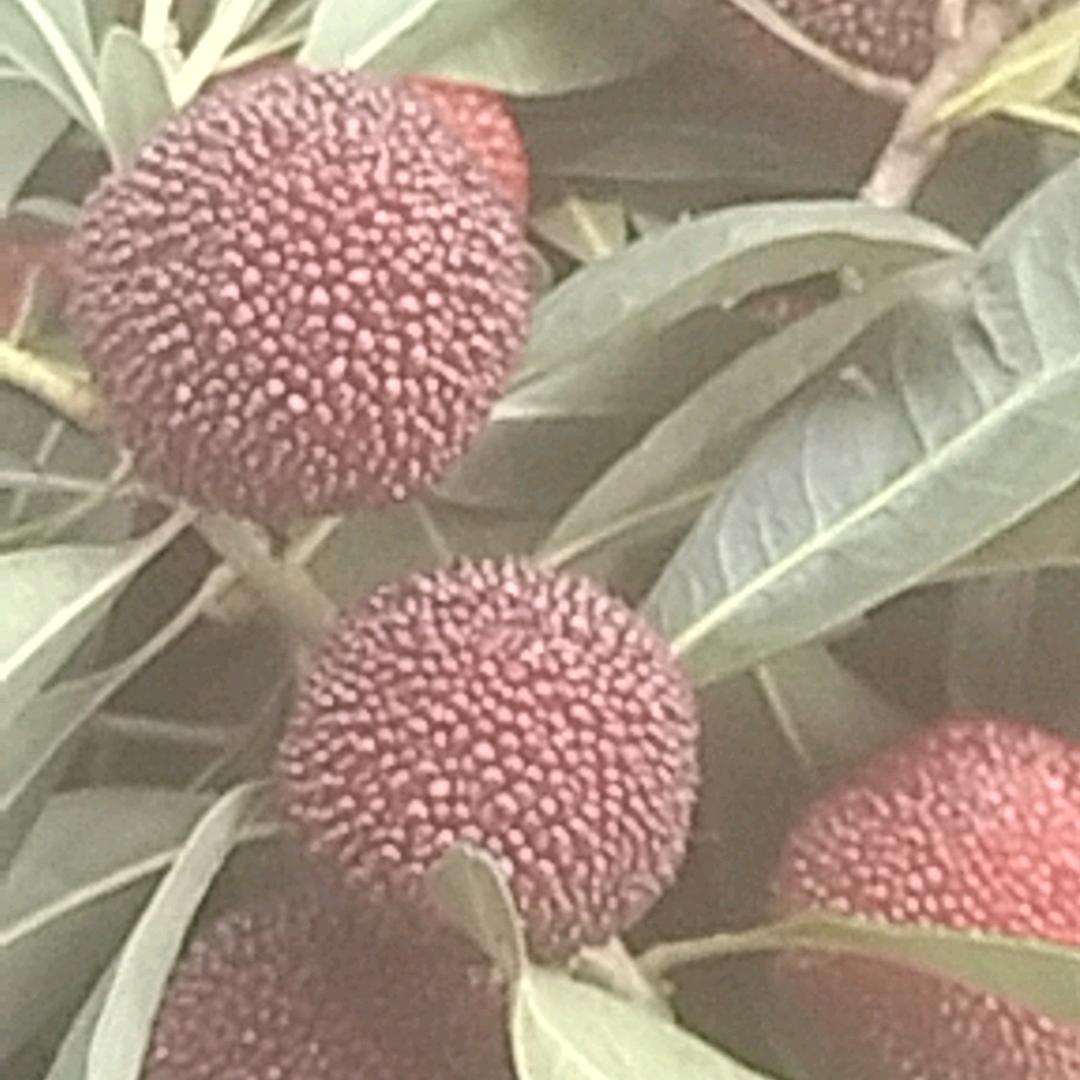 东魁杨梅。