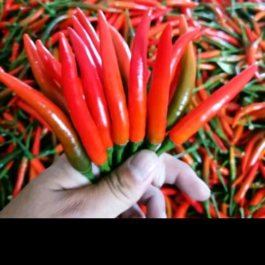 辣椒搬运工