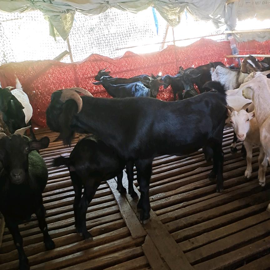 东安柳溪黑山羊