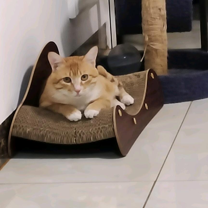 荣子