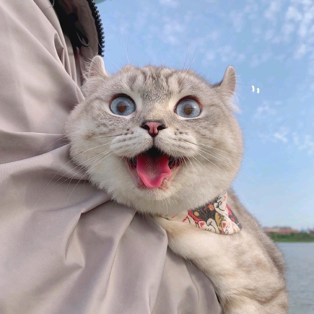凡凡麻麻