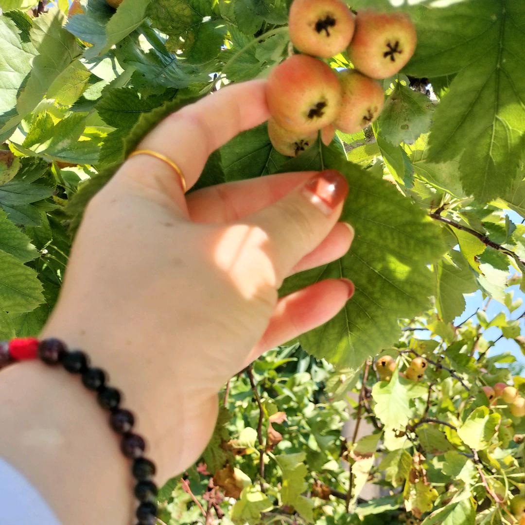 柠檬，29858958726