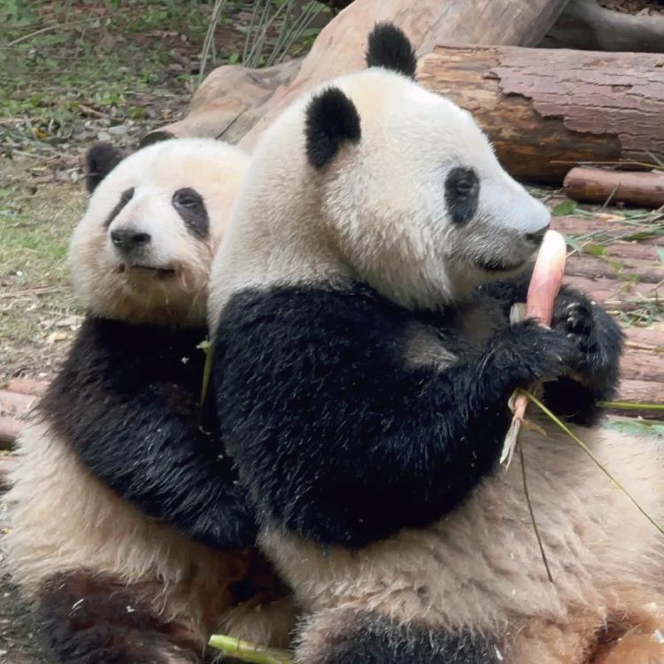 🇨🇳王☯️恒🏀🏍️