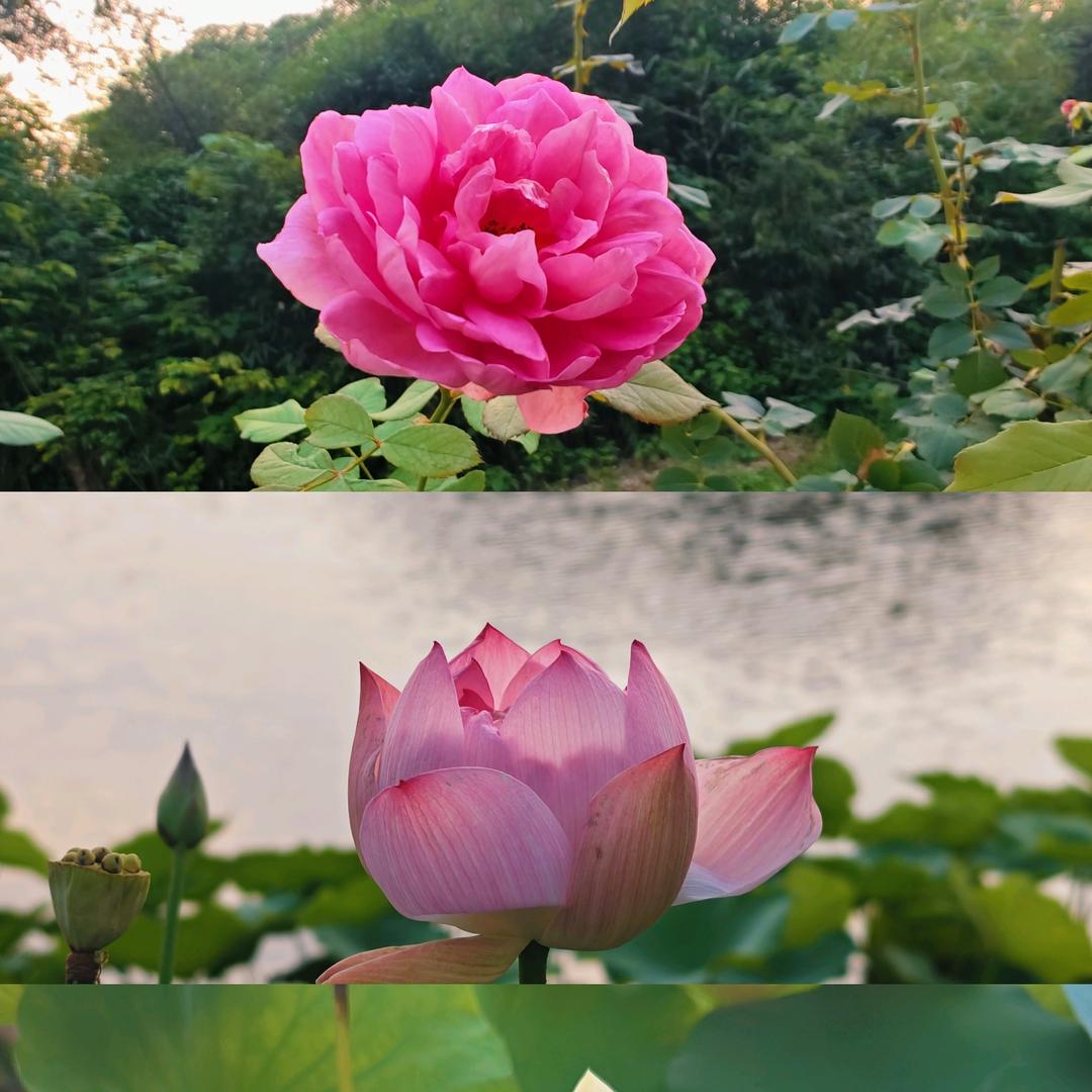 但愿人长久娟姐