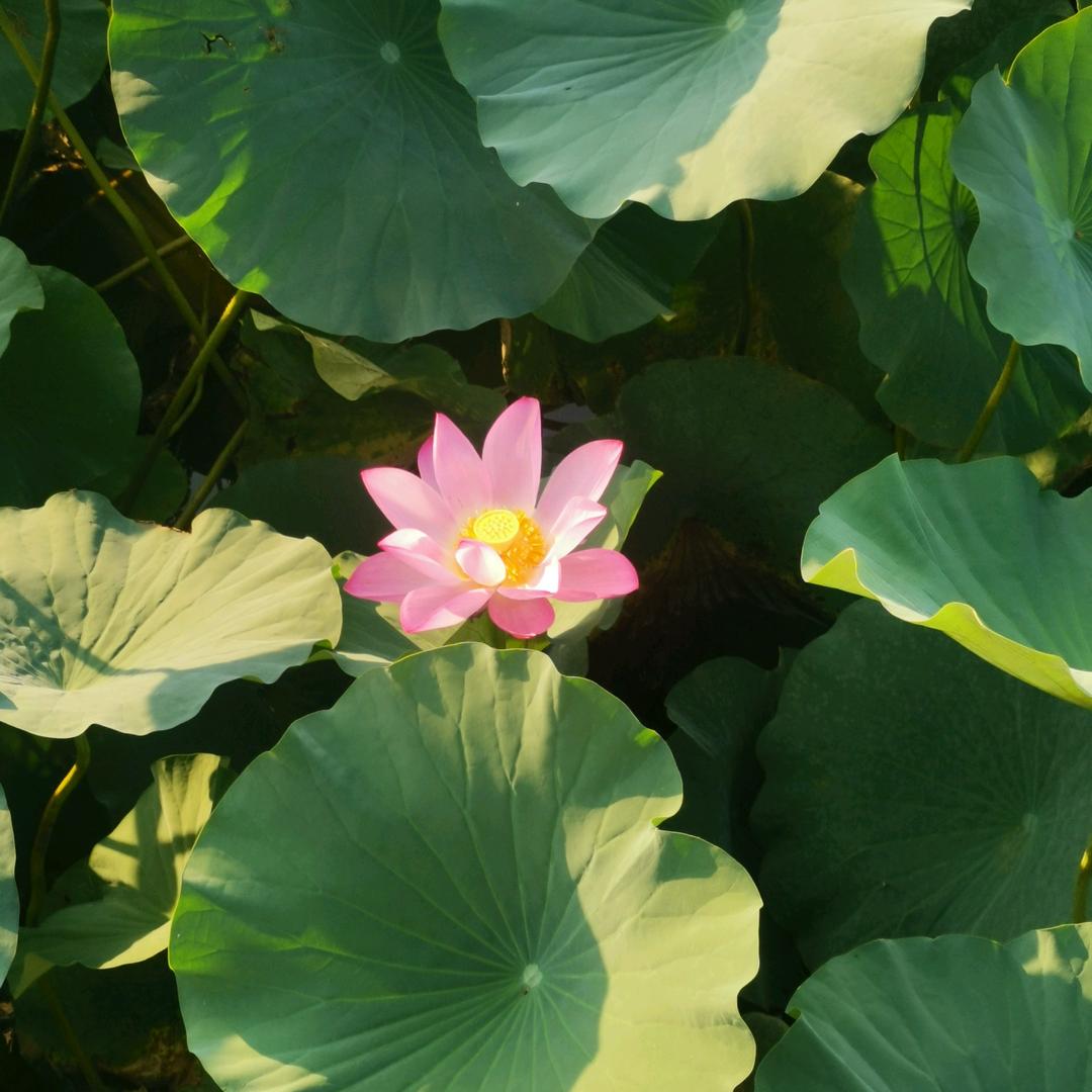 木易兰