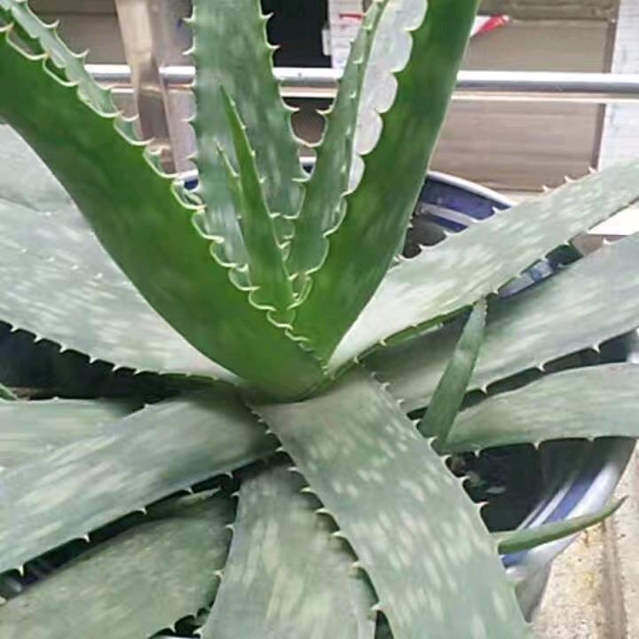黄哥哥