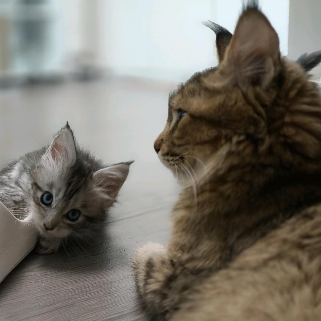 喵开心缅因猫