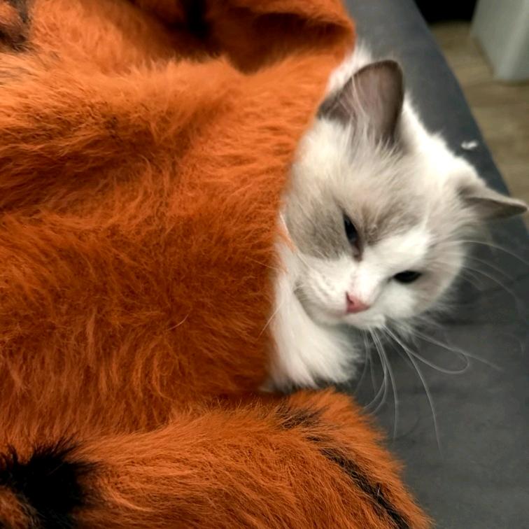 于谦☘️失眠版