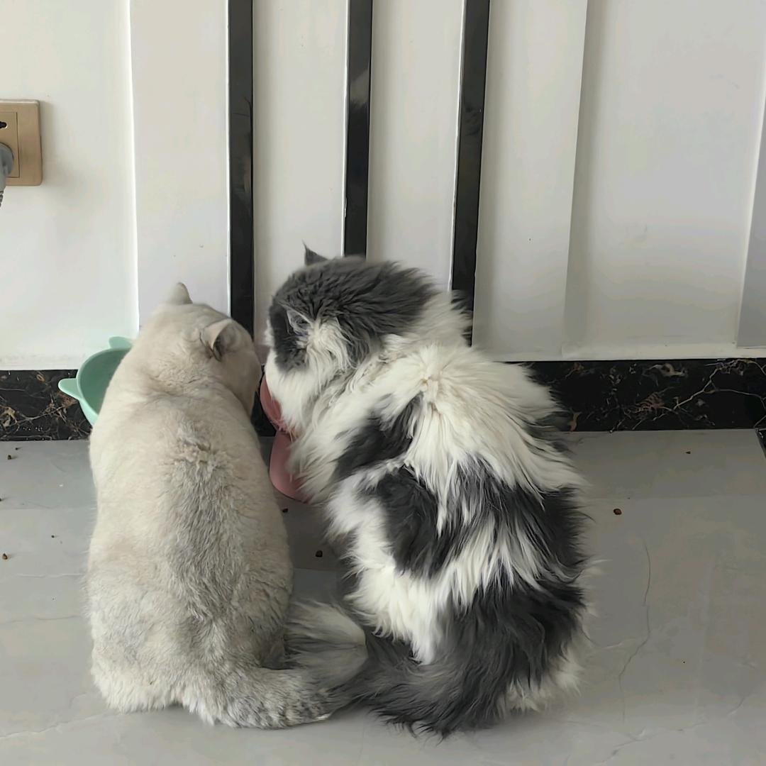 馒头♡哈哈