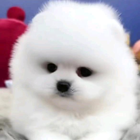 精品博美茶杯犬
