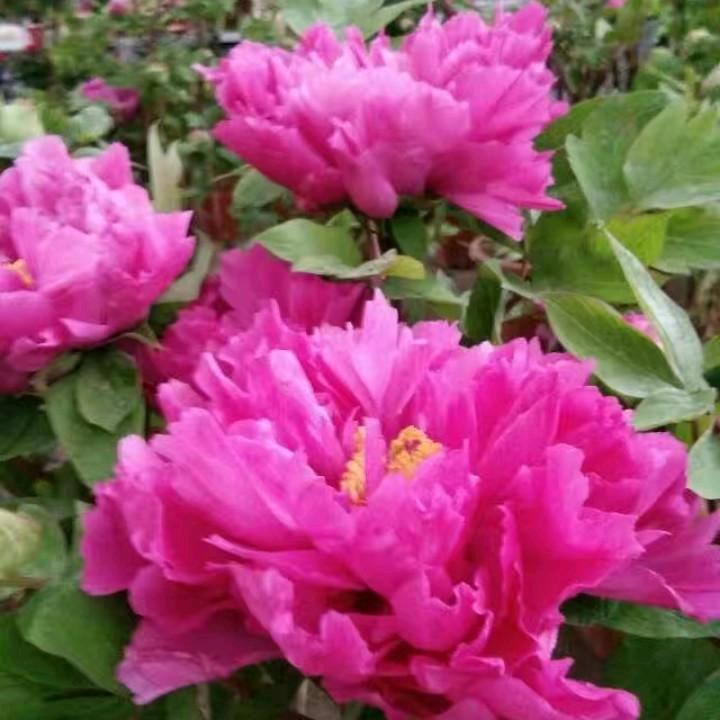美丽