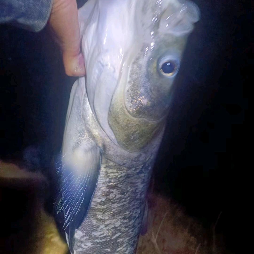一天不抽鲢鳙浑身难受