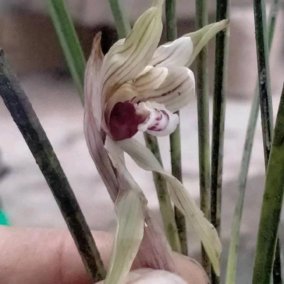 小红的花店