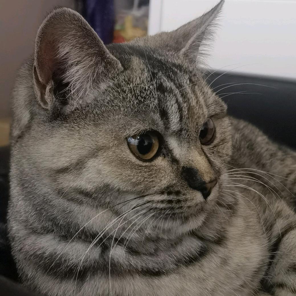 大灰猫兄弟