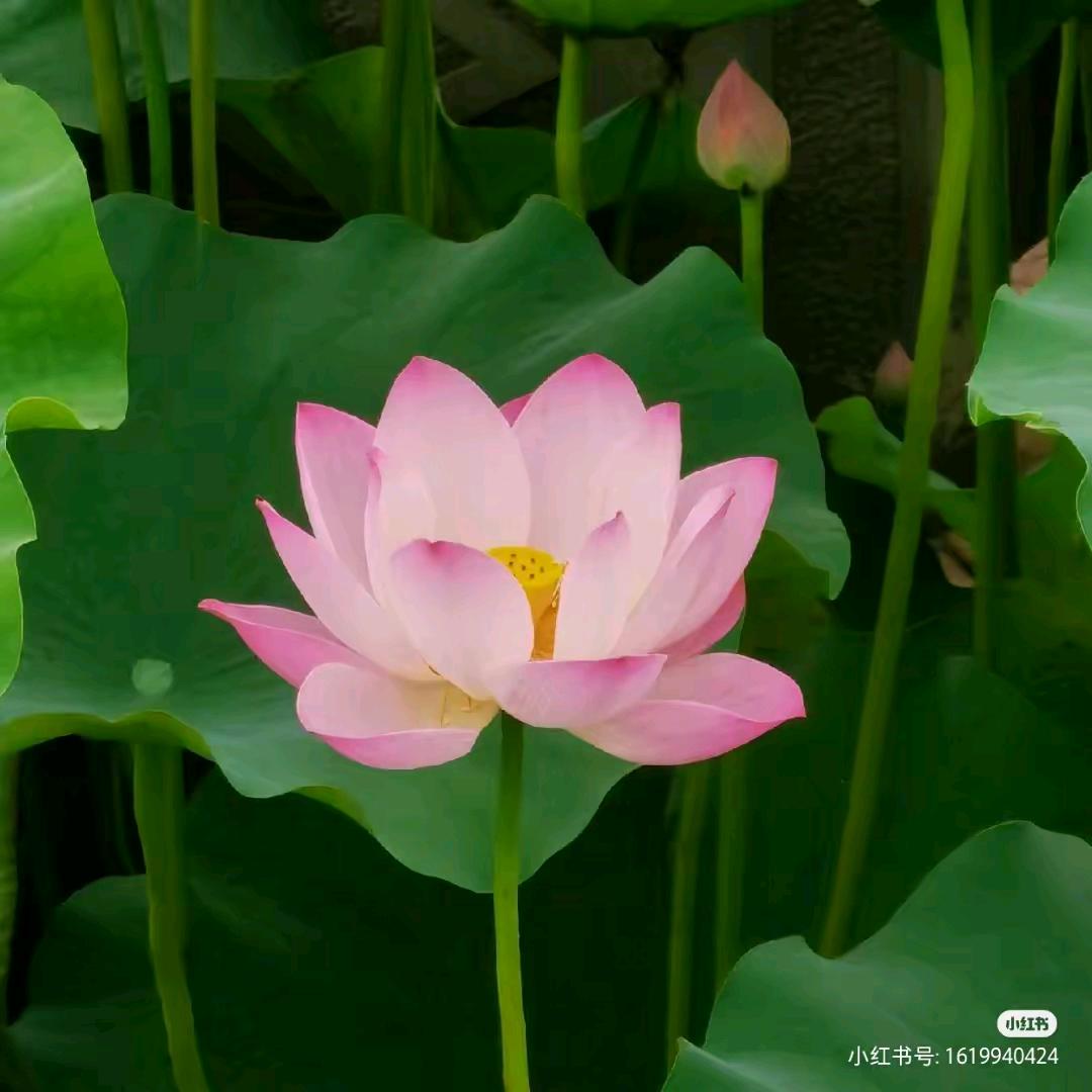 平安一身