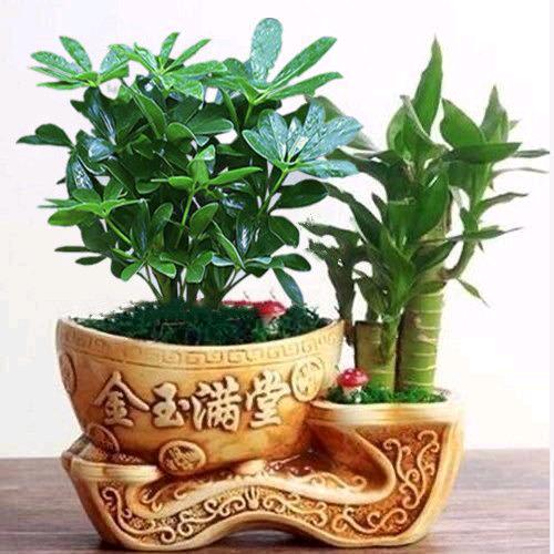 小芳