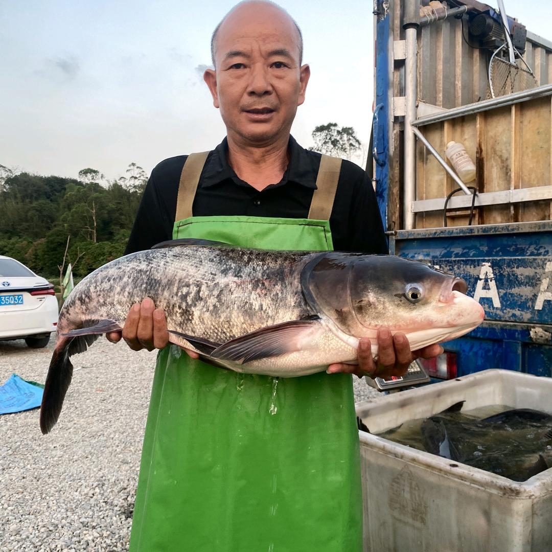 江门市木朗鲢鳙休闲钓場