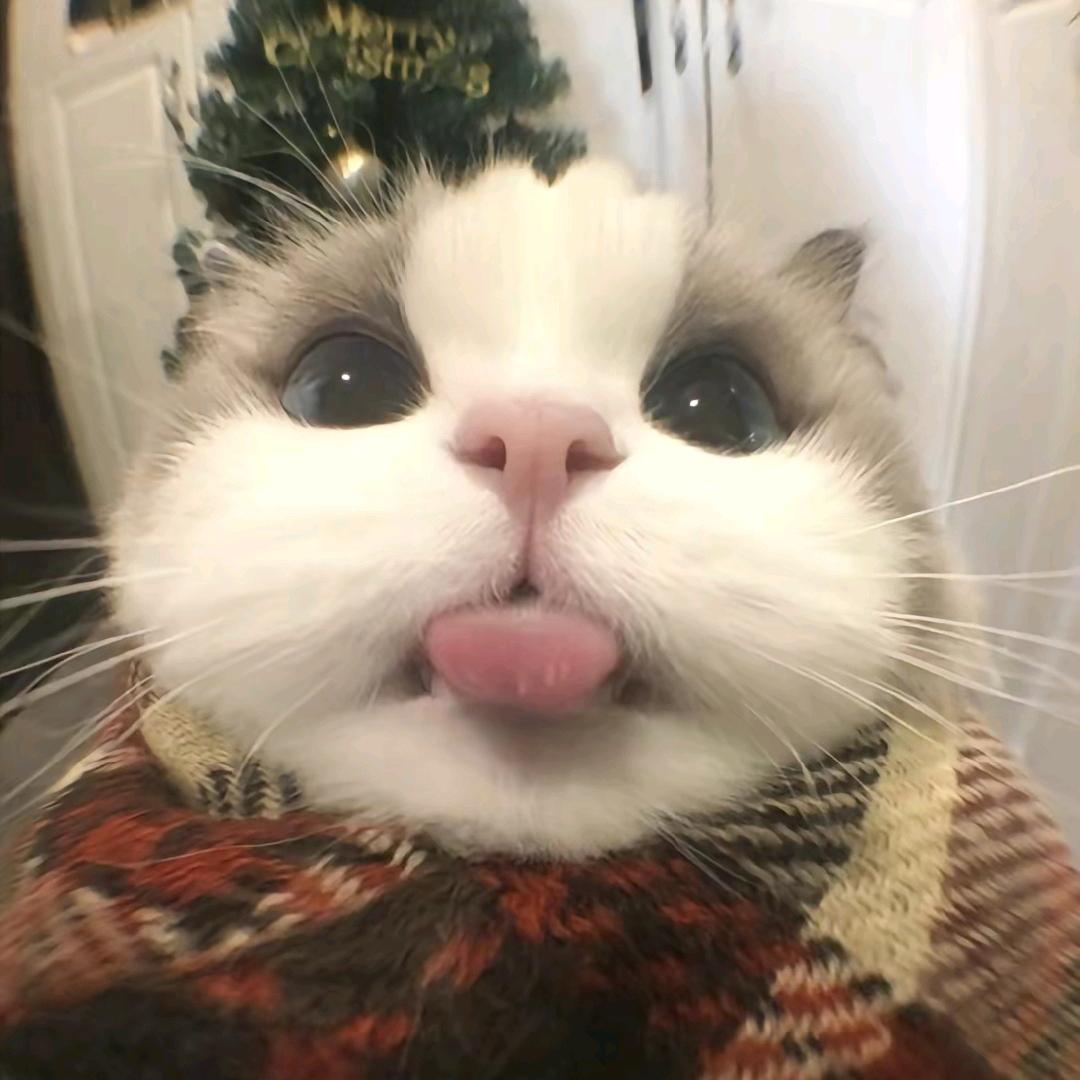 波杰（国一猿嗝）