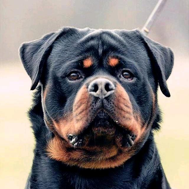 陈蕾的罗威纳「浙江温岭」