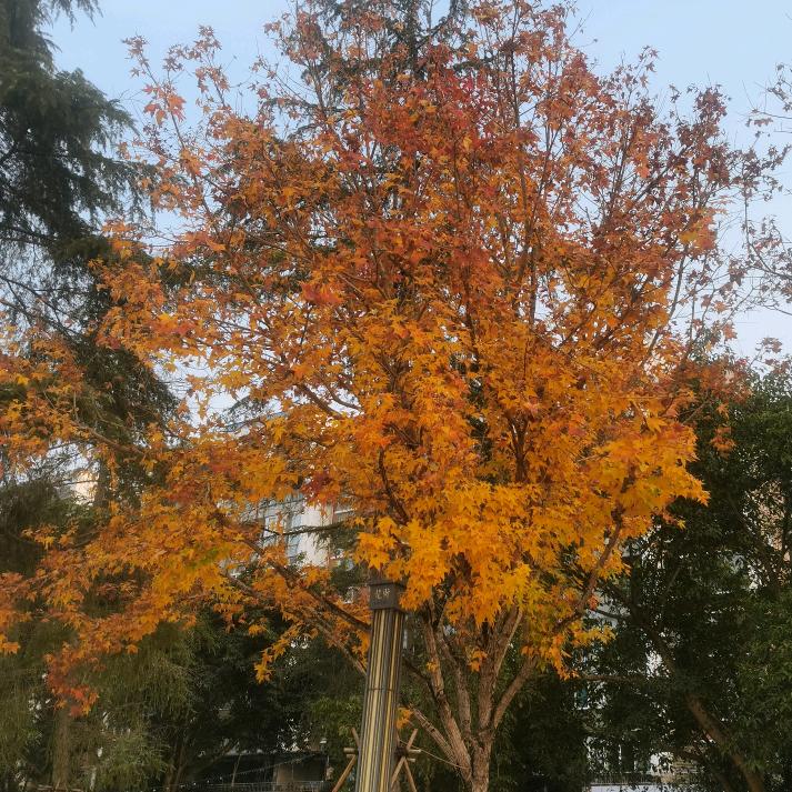 流着眼泪睡不着