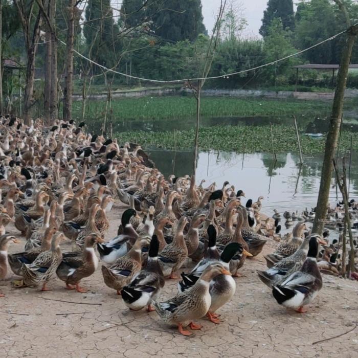 大足陈邦昌孵化养殖场